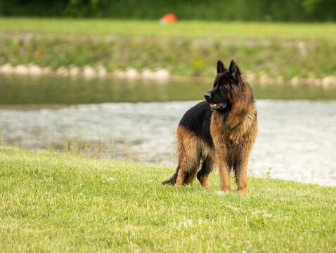 German Shepherd Dog standing on grass near a river