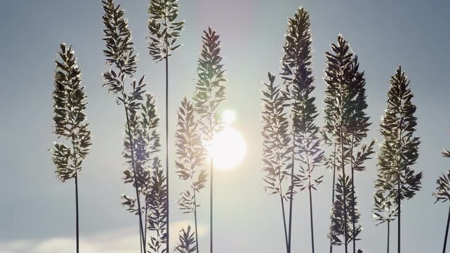 Beautiful Mexican feather grass stands tall against a bright sky. The delicate stalks are backlit by warm sunshine, creating a peaceful feeling of hope, freedom, and deep calm.