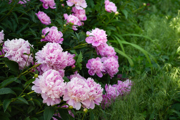 Fototapeta premium Peony flower. Pink peonies