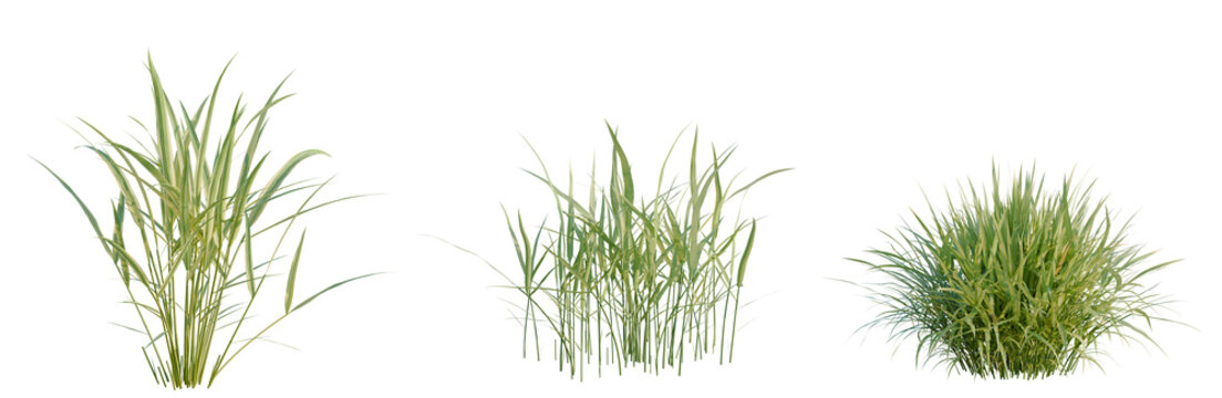 Hakonechloa macra tree, elevation, front view, cutout, transparent background, isolate, Three Different Types of Ornamental Grasses Rendered on a Clean Background - Nature Stock Photo