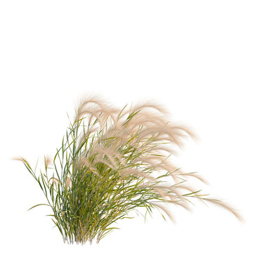 Hordeum jubatum tree, elevation, front view, cutout, transparent background, isolate, Delicate Ornamental Grasses with Soft Feathery Texture - Nature's Beauty