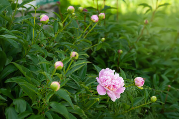 Peony flower. Pink peonies in a summer garden © Alex Puhovoy