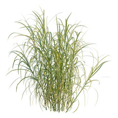 Fototapeta premium Miscanthus floridulus tree, elevation, front view, cutout, transparent background, isolate, Lush Green Ornamental Grass Clump on Transparent Background - Nature Stock Photo