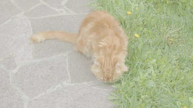 Cat sniffing grass in outdoor area on a sunny day in the garden