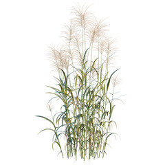 Fototapeta premium Miscanthus giganteus tree, elevation, front view, cutout, transparent background, isolate, Detailed digital rendering of ornamental grass with fluffy seed heads on a transparent background.