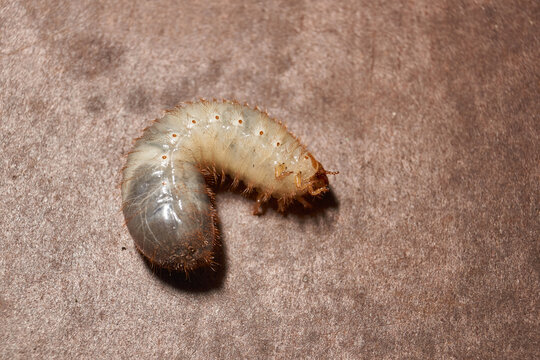 Close-up of the larva of the May beetle (lat. Melolontha). A white, thick larva of a May beetle was found in the ground during work on a garden plot. Detailed image of an insect in the larval stage.
