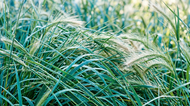 Dense green blue grass field with dew drops on leaves and white seed heads swaying gently