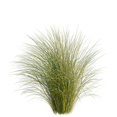 Fototapeta premium Miscanthus sinensis tree, elevation, front view, cutout, transparent background, isolate, Detailed Ornamental Grass Clump on Black Background - Nature & Botanical Stock Photo