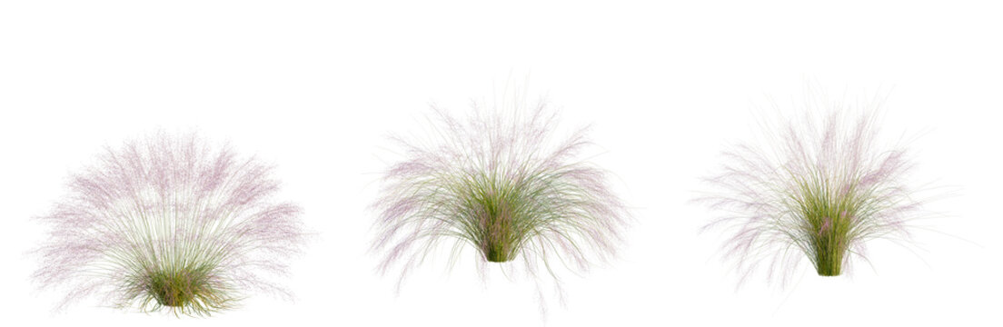 Muhly grass tree, elevation, front view, cutout, transparent background, isolate, Three ornamental grasses in varying sizes, perfect for landscaping design visuals and decorative elements.