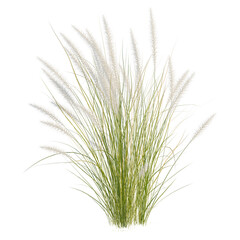 Fototapeta premium Pennisetum setaceum tree, elevation, front view, cutout, transparent background, isolate, Fluffy Ornamental Grass with Soft White Feathers - Perfect for Landscape & Nature Backgrounds