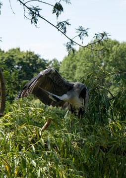 A Stork is Preening its Feathers in a Tree.
