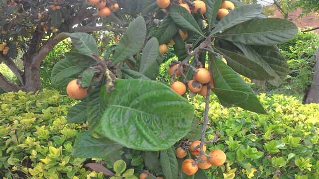 garden and orchard, decorative shrub and loquat tree, 4k resolution