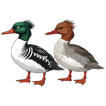 Mallard duck isolated on white background wildlife illustration nature animal vector art waterfowl bird pond lake scene