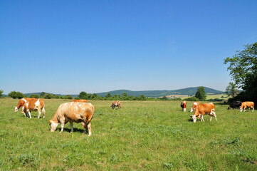 Obraz premium Grazing cow.