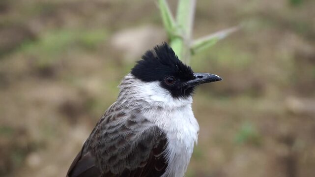 Close-up shot of a sooty-headed bulbul bird (Pycnonotus aurigaster) with its distinctive black crest.	