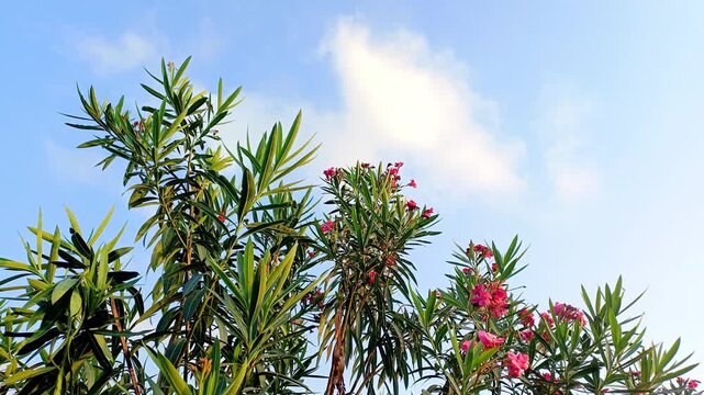 Vibrant pink nerium oleander blossoms amidst lush green foliage, bright sunny day nature row video