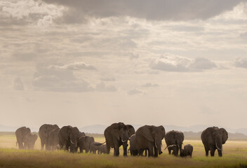 Elephant Herd Under Dramatic Cloudy Skies in Amboseli National Park, Kenya © Rishi Varma