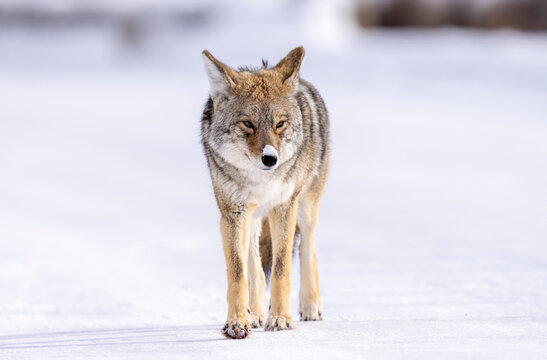 Coyote in the morning light with snow on his nose