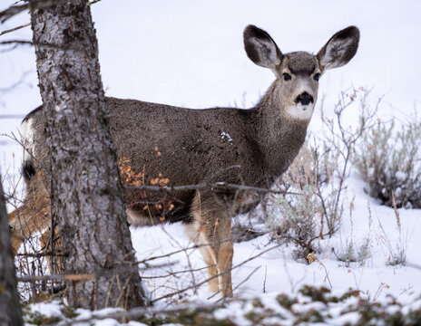 Female white tail deer in the winter