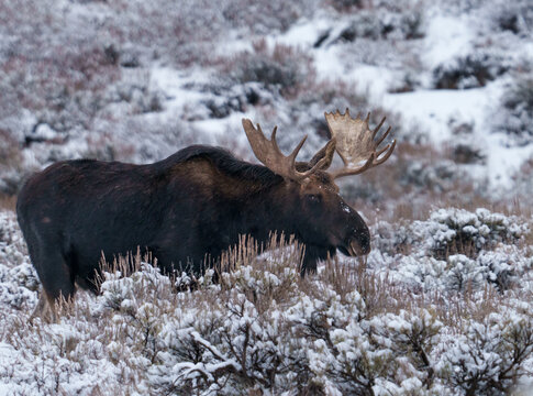 Winter bull moose in the snow covered brush in Wyoming