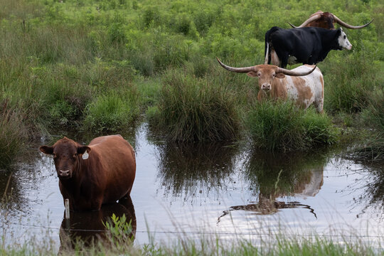  cows cooling off in a marsh 