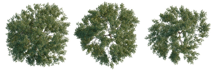 Fototapeta premium Pterocarya stenoptera tree plan, top view, cutout, transparent background, isolate, Three Lush Green Trees with Detailed Foliage - Perfect for Landscape Design and Visualization