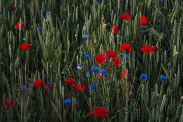 Obraz premium View of a rye field with cornflowers and red poppies