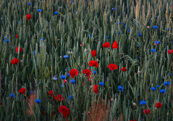 Obraz premium View of a green rye field with cornflowers and red poppies
