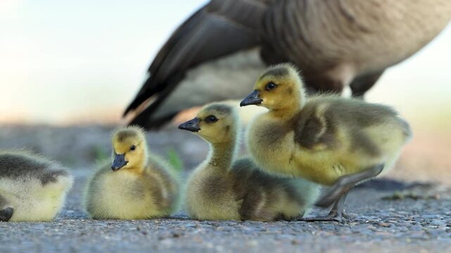 Canada Goose goslings take a rest from grazing, while mom keeps watch in the background