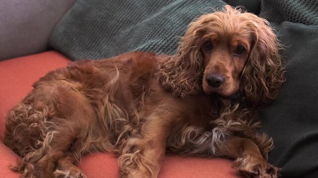 Cute cocker spaniel dog relaxing on a comfortable couch at home