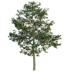 Fototapeta premium Alns cremastogyne tree, elevation, front view, cutout, transparent background, isolate, Detailed Digital Illustration of a Lush Green Tree with Intricate Branching Structure