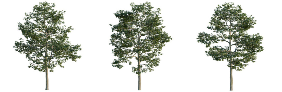 Alns cremastogyne tree, elevation, front view, cutout, transparent background, isolate, Three Deciduous Trees with Lush Green Foliage - Ideal for Landscape Design and Natural Elements