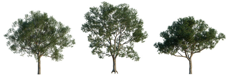 Fototapeta premium Cyclobalanopsis glauca tree, elevation, front view, cutout, transparent background, isolate, Three Green Trees with Dense Foliage - Ideal for Landscape Design and Nature Backgrounds