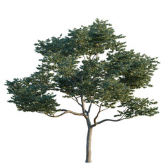 Fototapeta premium Koelreuteria paniculata tree, elevation, front view, cutout, transparent background, isolate, Detailed 3D Rendered Tree with Lush Green Foliage on a Black Background