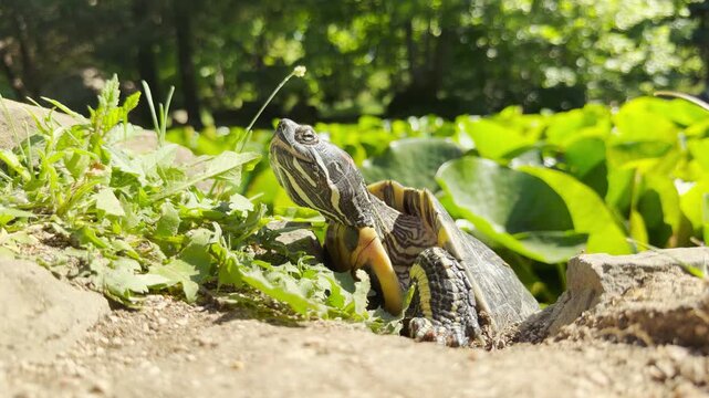 small turtle rests peacefully on a sunny patch of dirt. It stretches its neck toward the warm sunlight. Vibrant green plants surround the calm creature.