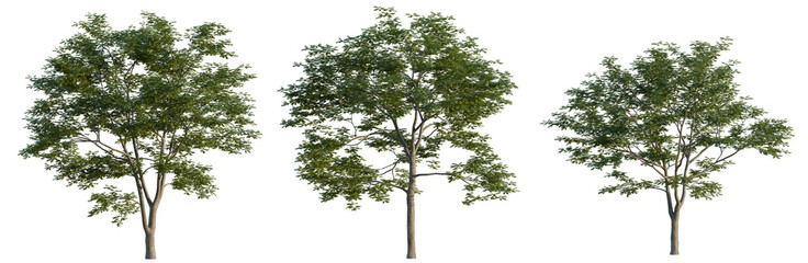 Obraz premium Pterocarya stenoptera tree, elevation, front view, cutout, transparent background, isolate, Three green trees with transparent background for landscaping design and nature projects.