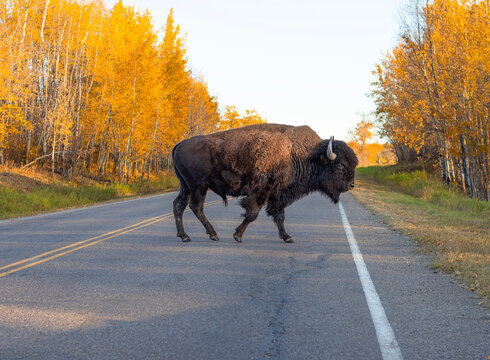 bison crossing the road at elk island national park alberta canada in autumn