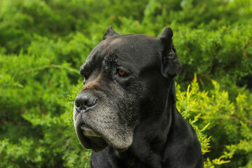 A close-up side profile portrait of a black Cane Corso dog against a green backdrop on a summer day. This powerful, purebred guard dog has detailed facial features © Yurii Sugak