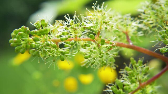 Close-up of tiny green grape flower buds blooming on a grapevine branch. Macro shot of blooming grape vine flowers in vineyard