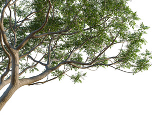 Fototapeta premium Melia azedarach tree, corner view, cutout, isolate, transparent background, Detailed Tree Branch with Lush Green Foliage on a Transparent Background - Nature Element