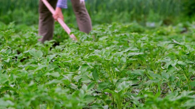 Farmer works through lush green potato field with hoe. Routine farming activity shown in slow-motion movement. Focused on earth and crop growth, quiet and diligent. Ideal for agricultural
