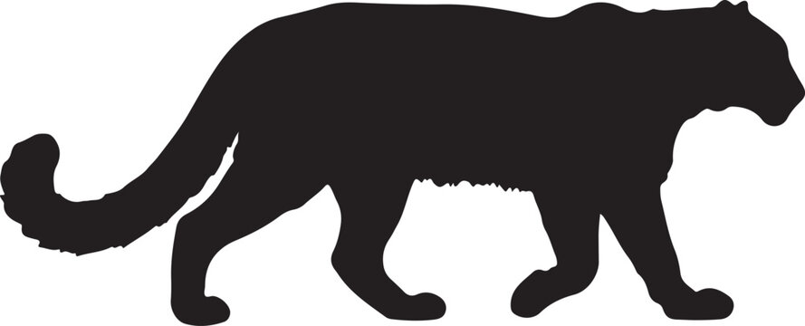 Snow leopard silhouette on white background.