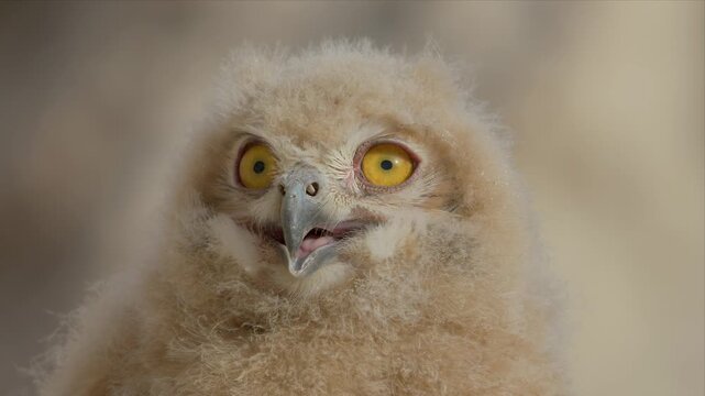 close up video of pharaoh eagle owl chick stares wide-eyed at camera and looking alert. Large yellow eyes glow with curiosity. Tiny beak slightly open, revealing pink tongue. 