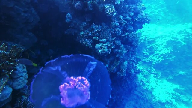 Jellyfish drifts near vibrant coral reef. Deep blue water shimmers with tropical light. Small fish dart around the reef's rocky edges. The jellyfish glows with soft, delicate color