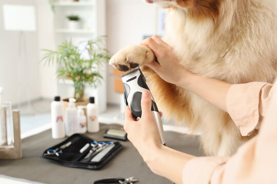 Female groomer trimming Australian Shepherd dog's hair on paw in salon, closeup