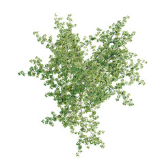 Fototapeta premium Ginkgo biloba tree plan, top view, cutout, transparent background, isolate, Dense green shrub with intricate foliage, perfect for landscaping or natural design elements.