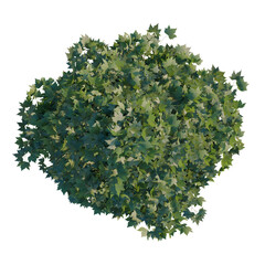 Obraz premium Platanus acerifolia Willd tree plan, top view, cutout, transparent background, isolate, Detailed Maple Bush Canopy - Lush Green Foliage for Landscape Design and Nature Themes