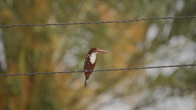 Video of white throated Kingfisher perches on a wire fence and watching. Its brown and white plumage contrasts with the soft background. Long, sharp beak hints at its hunting nature. 