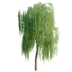 Salix babylonica tree, elevation, front view, cutout, transparent background, isolate, Weeping Willow Tree with Lush Green Foliage on Black Background - Perfect for Nature Scenes © DH Tree Stock