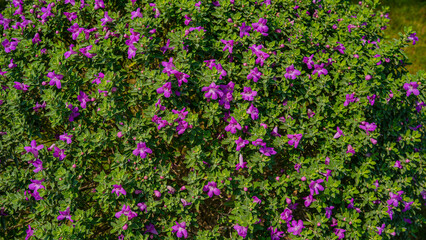 Obraz premium A dense green bush is covered with numerous small, vibrant purple flowers, creating a beautiful, textured floral display in full bloom.